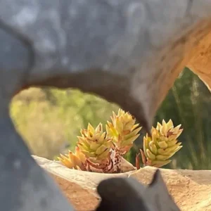 1-1 traject-creatief mentorschap Online